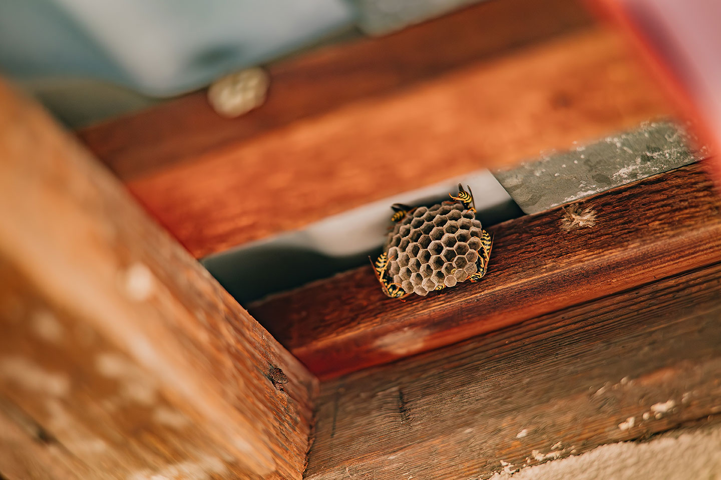 Deratizace vos a sršní